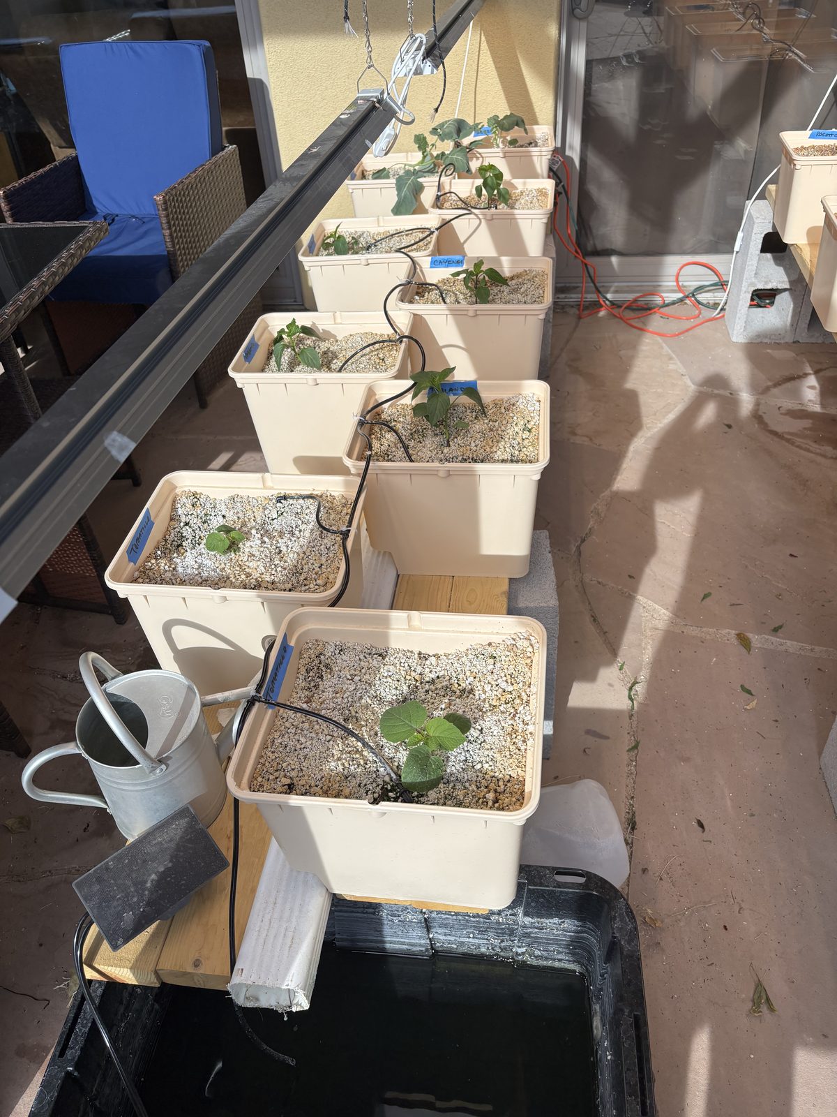 Pepper seedlings in single-row bato bucket setup