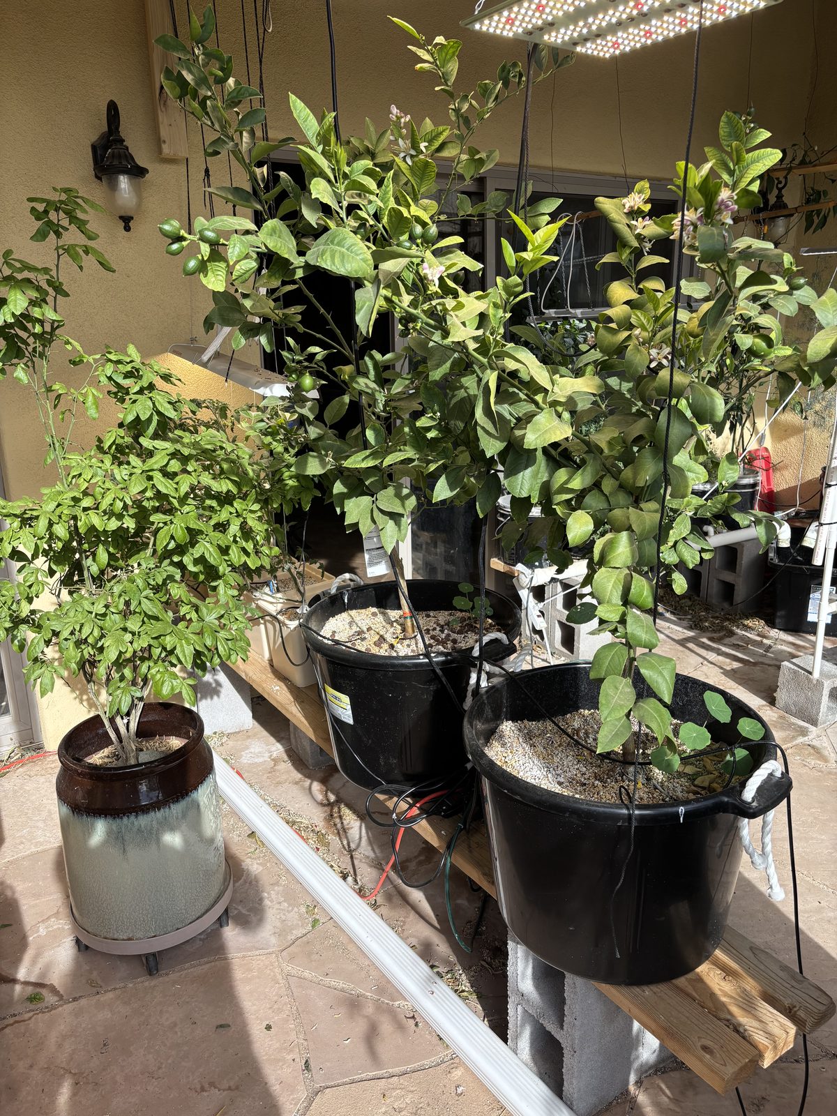 Potted Citrus