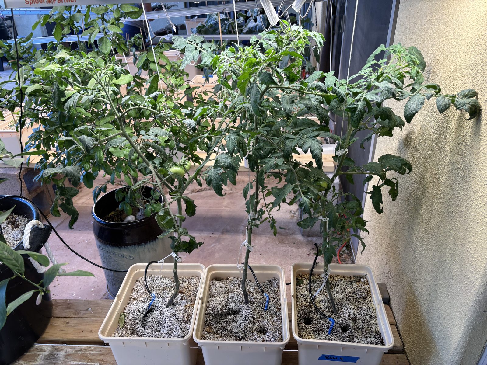 Tomatoes in Bato Buckets