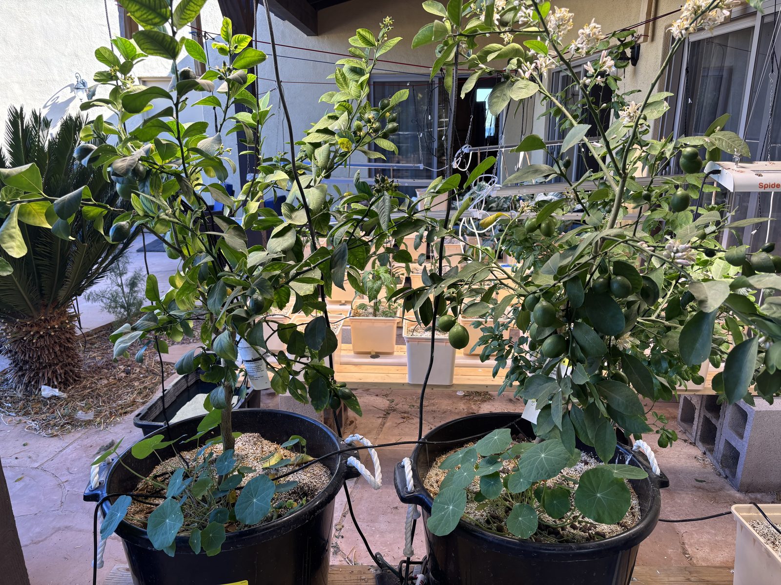 Citrus in Bloom