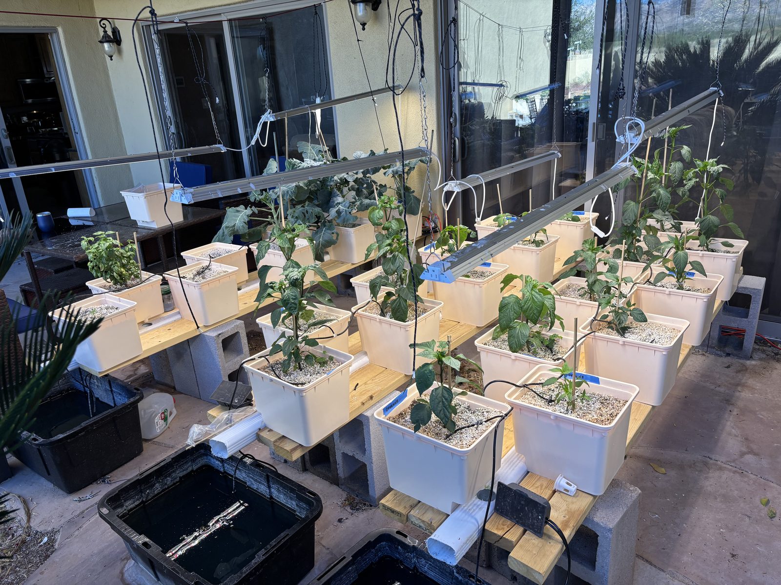 Full Pepper Production