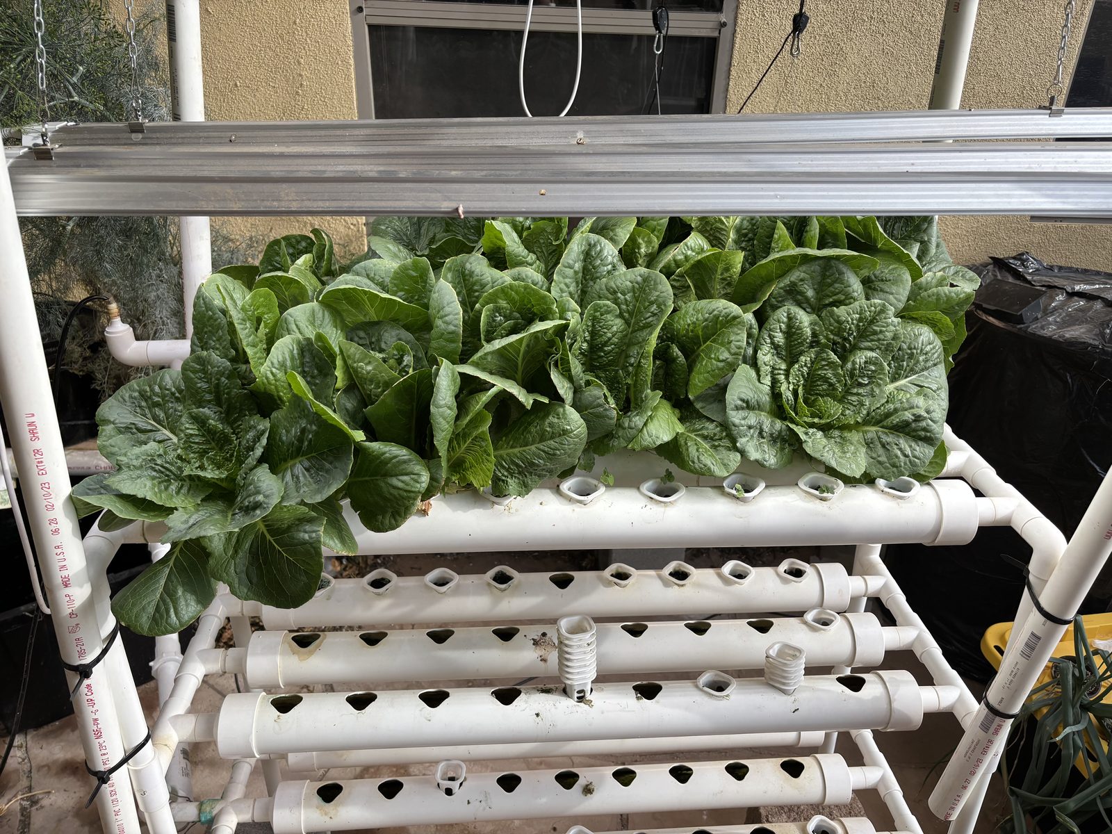 NFT lettuce tower in production