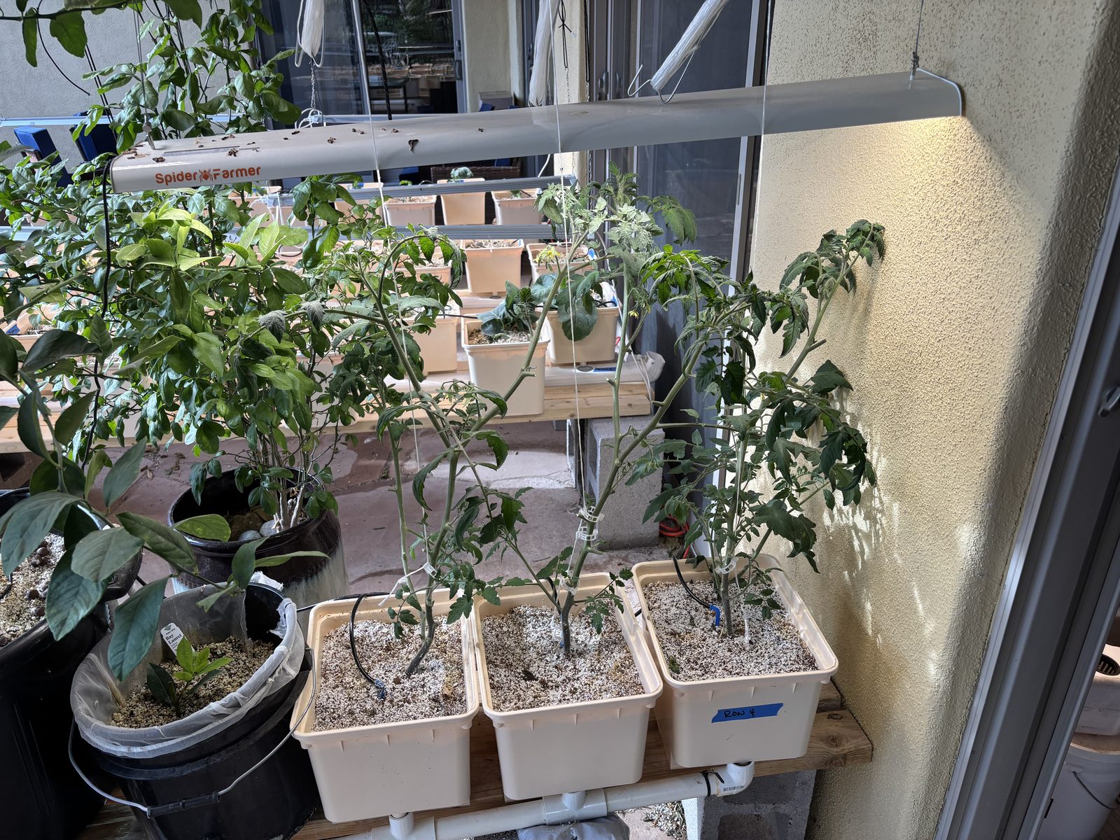 Tomato Block